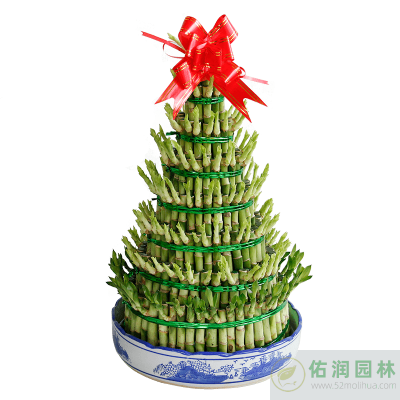 新华路街道绿植出租