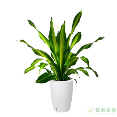 上海杨行镇绿植租赁