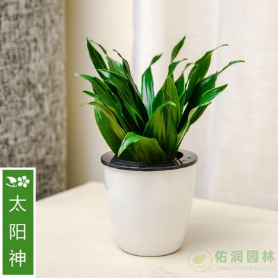 上海杨浦花卉出租