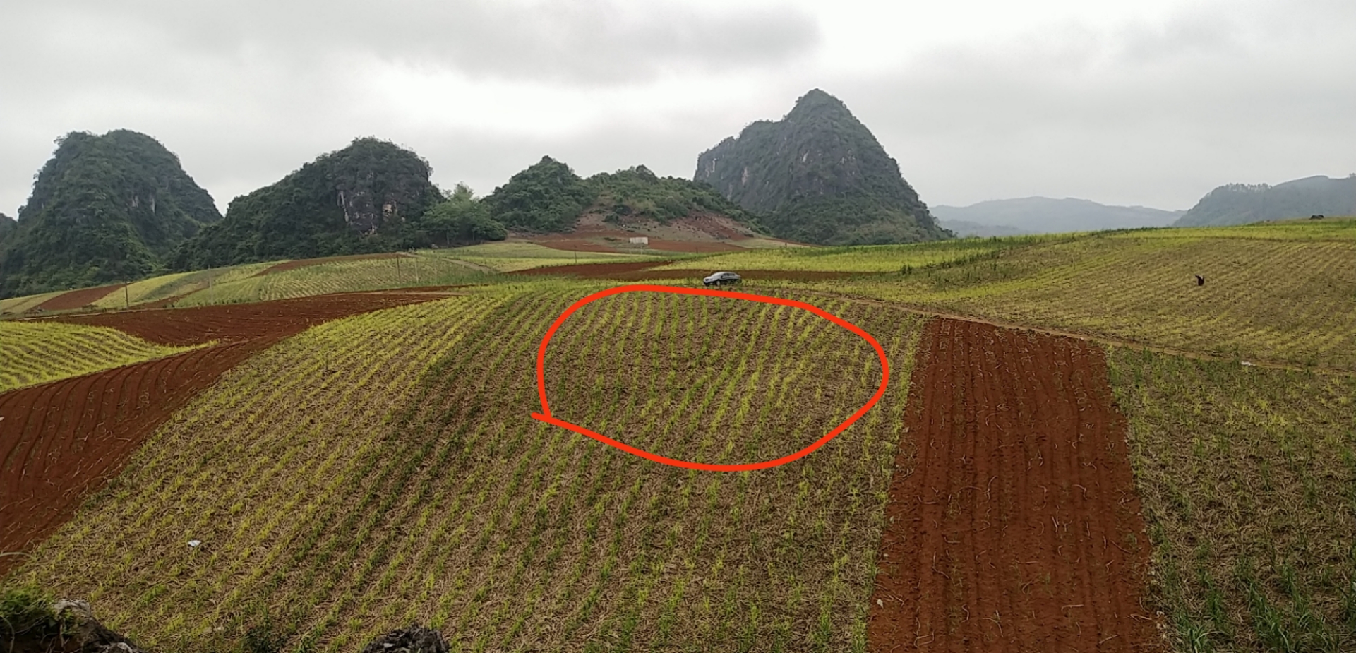 胡兑七先生前往广西崇左，为客户选取一块阴宅风水宝地，喝形天子殿试