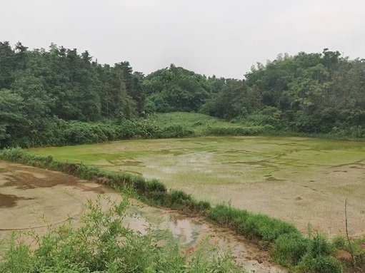 在江西南昌为客户点穴，下山老虎地