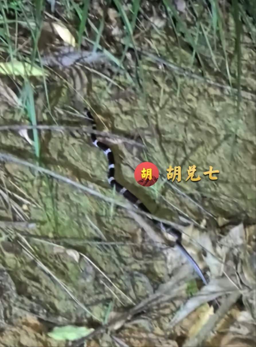 做风水生基遇到银环蛇，网友说我们在拿命做风水，野外工作真刺激