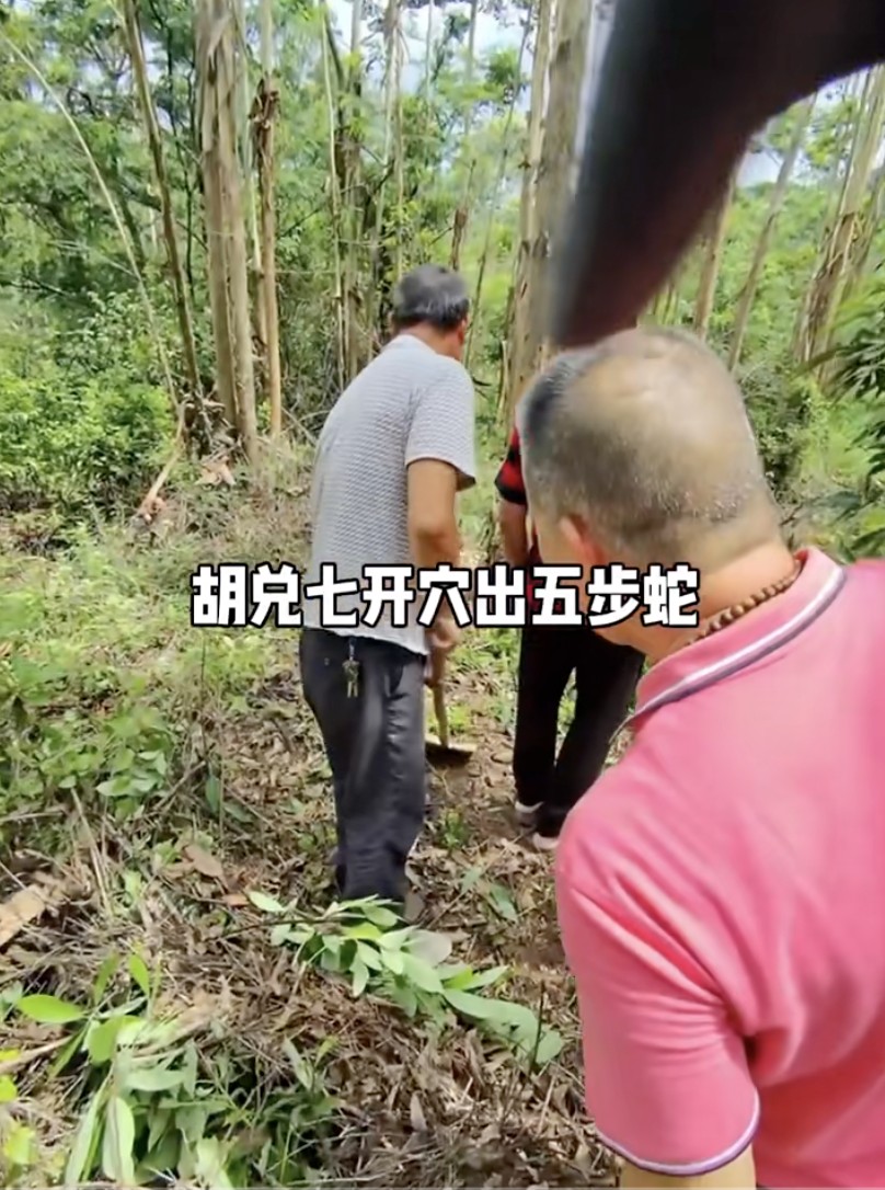 胡兑七今日在广西宾阳生基破土点穴，遭遇穴位有一只五步蛇，就在穴位一旁，遂即胡兑七嘱咐勿杀