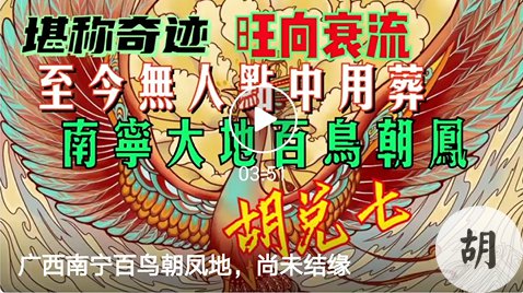 未结缘，南宁大地百鸟朝凤