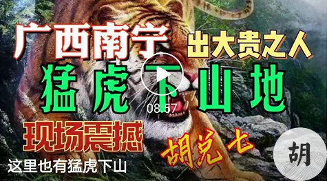 未结缘，南宁大地猛虎下山