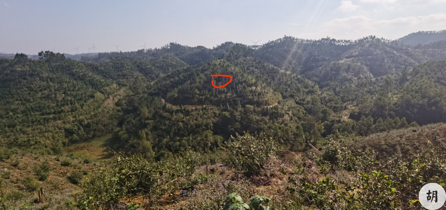 生基地【蜈蚣形】，为客户在南宁异地做生基，增寿增财
