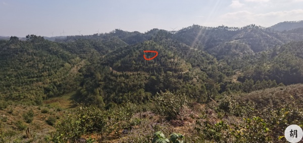 生基地【蜈蚣形】，为客户在南宁异地做生基，增寿增财