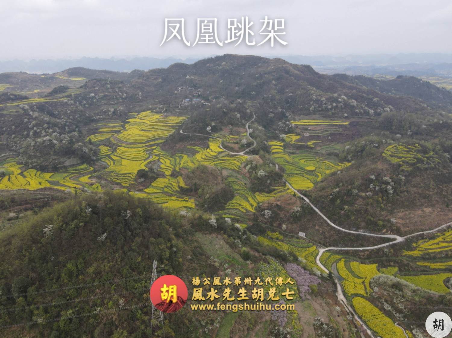 为广东福主在贵州异地点穴，喝形凤凰跳架，出大贵之人