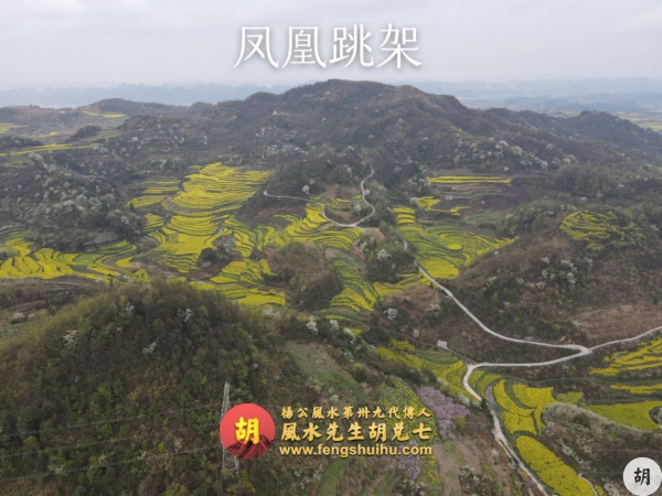 为广东福主在贵州异地点穴，喝形凤凰跳架，出大贵之人