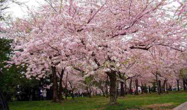 文化翻訳｜年に1度の花見シーズンのプレビュー-天上虹翻訳