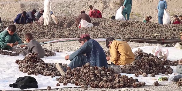The pine nuts of Afghanistan, the airlift, the air corridor