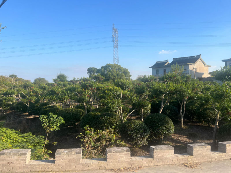 苗圃基地