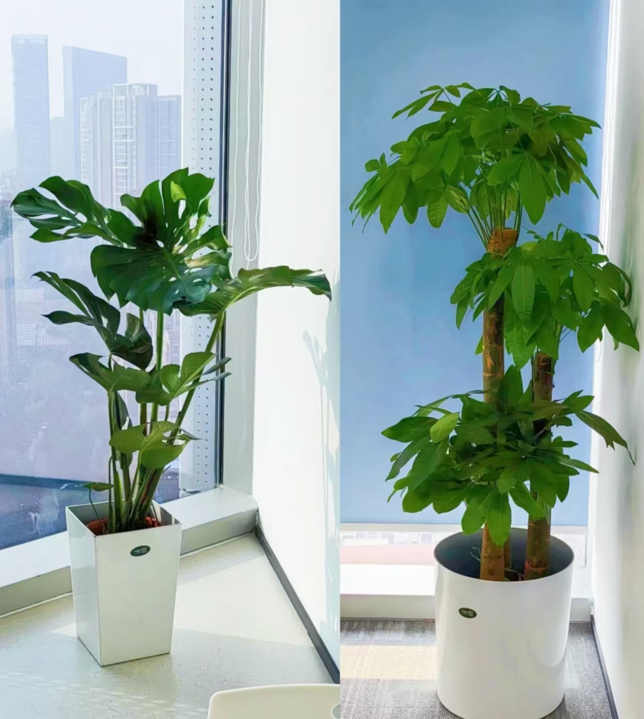 植物的力量