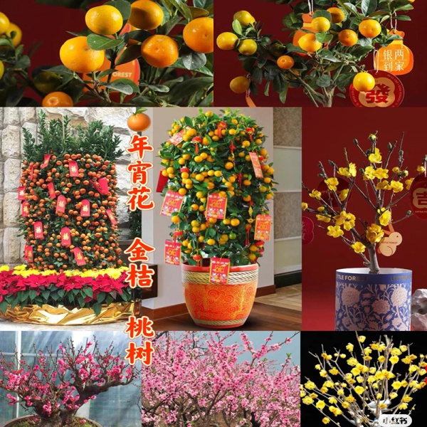 年桔年花系列