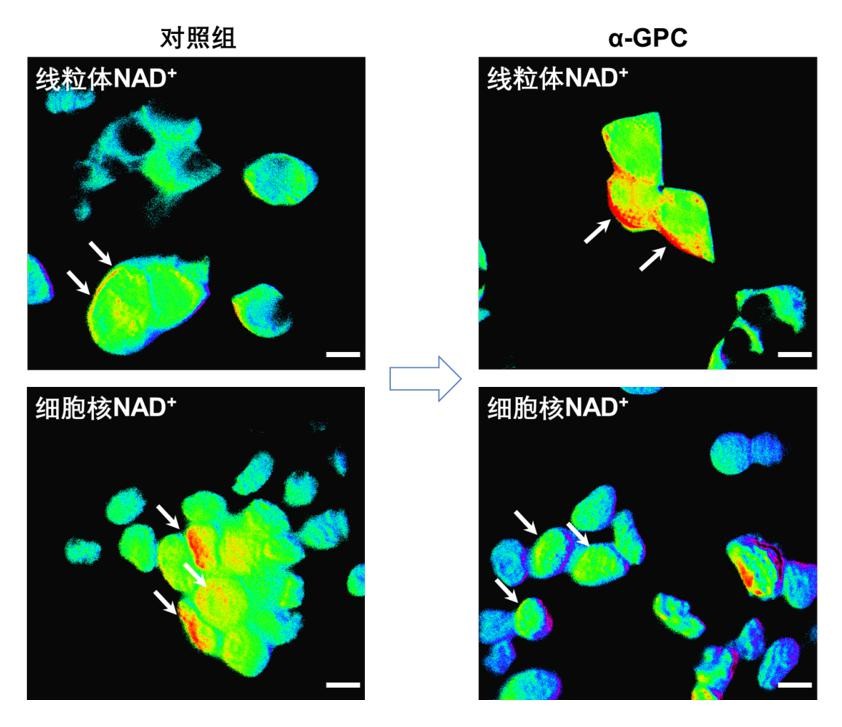 Optimizing product formula design through live cell NAD+ detection