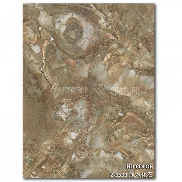 Z-S539-淺木（mù）化石