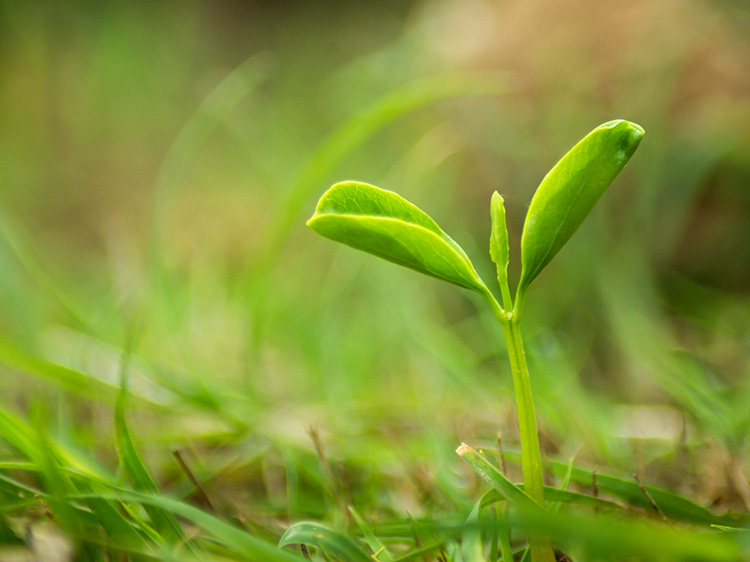 《农作物种子生产经营许可管理办法》解读