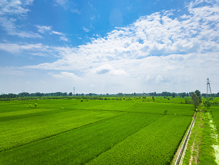 两办出台意见完善农地“三权分置”办法