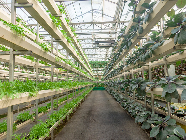 第十七届广东种业博览会