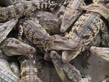 门徒娱乐在饲养过程中需要注意哪些问题？