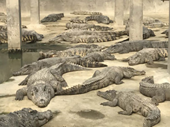 鳄鱼养殖时用哪些食物饲养较合适？