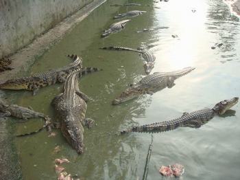 鳄鱼生态养殖7