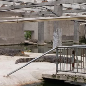 暹罗鳄生态养殖