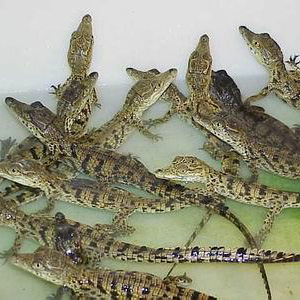活体鳄鱼苗