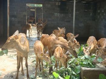 梅花鹿生态养殖