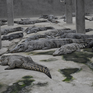 大型鳄鱼生态养殖