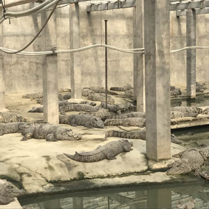 活体鳄鱼生态养殖