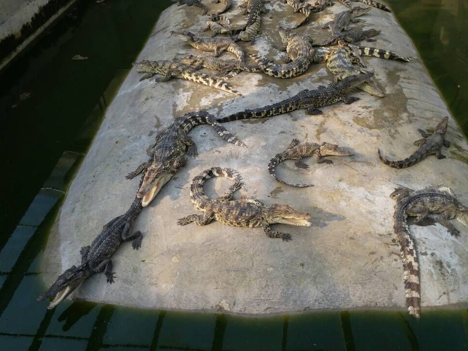 鳄鱼生态养殖4