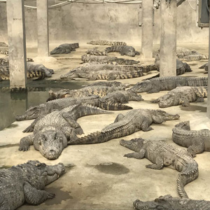 暹罗鳄鱼生态养殖