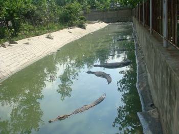 鳄鱼生态养殖