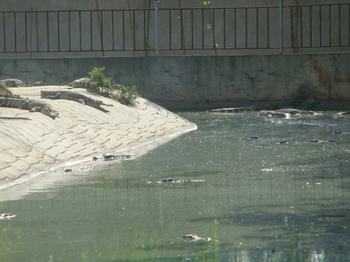 鳄鱼生态养殖2