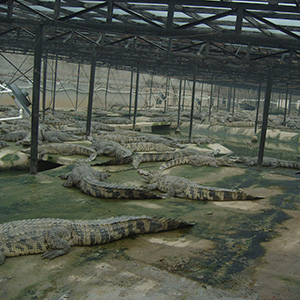 鳄鱼养殖