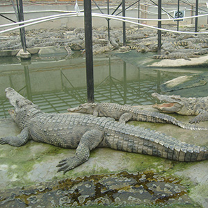 门徒娱乐生态养殖