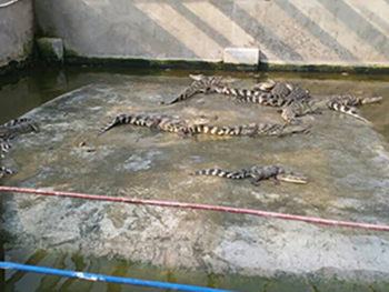 活体鳄鱼苗出售