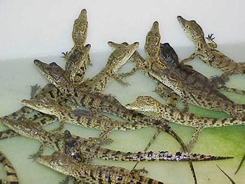 活体鳄鱼苗