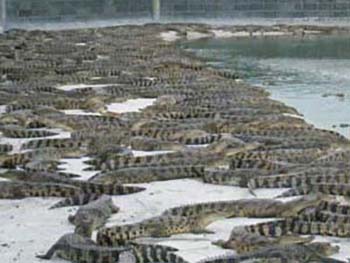 鳄鱼苗批发价格