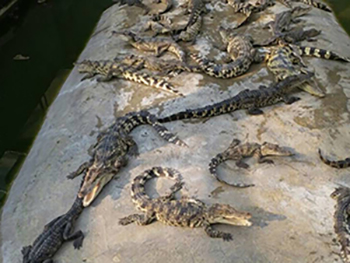鳄鱼苗活体批发
