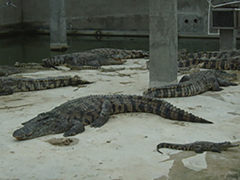 生态鳄鱼养殖池
