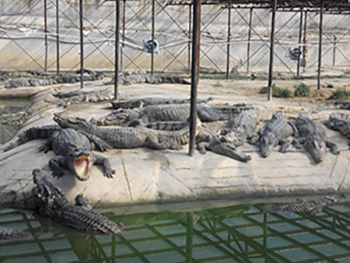 鳄鱼饲养方法