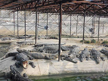 鳄鱼生态养殖场