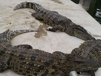 暹罗鳄生态养殖