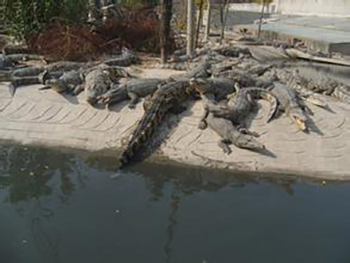 鳄鱼生态养殖公司