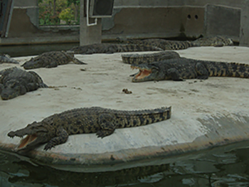 生态鳄鱼养殖加工