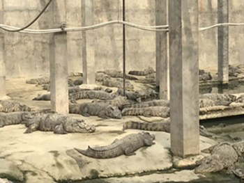 活体鳄鱼生态养殖