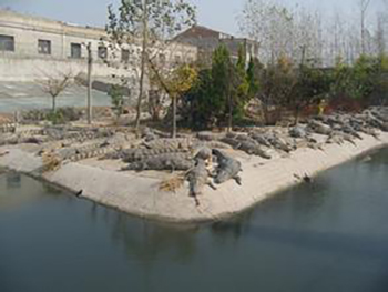 鳄鱼养殖场