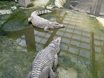 大鳄鱼